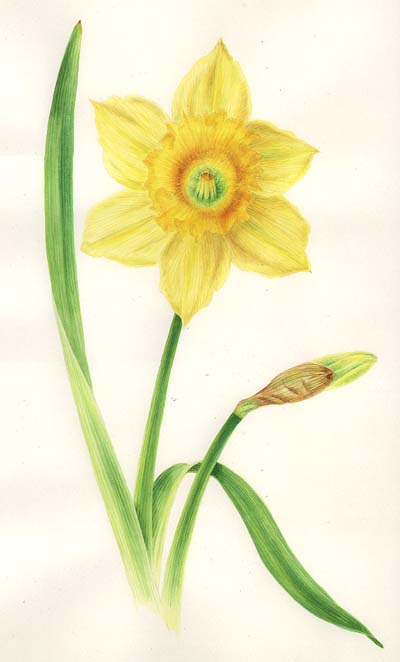 one daffodil